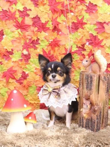 20241119天ちゃん